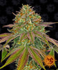 Wedding Cake™ Feminized