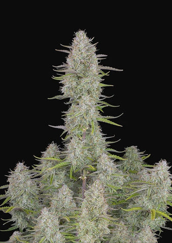 Wedding Cheesecake Autoflowering Feminized