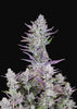 Wedding Glue Autoflowering Feminized