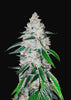 West Coast OG Autoflowering Feminized