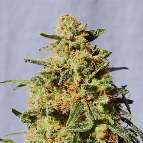 WHITE DOMINA Feminized