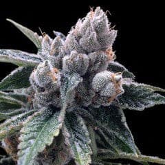 White Walker Kush Feminized