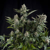 White Widow Feminized