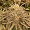 Zapplez Feminized